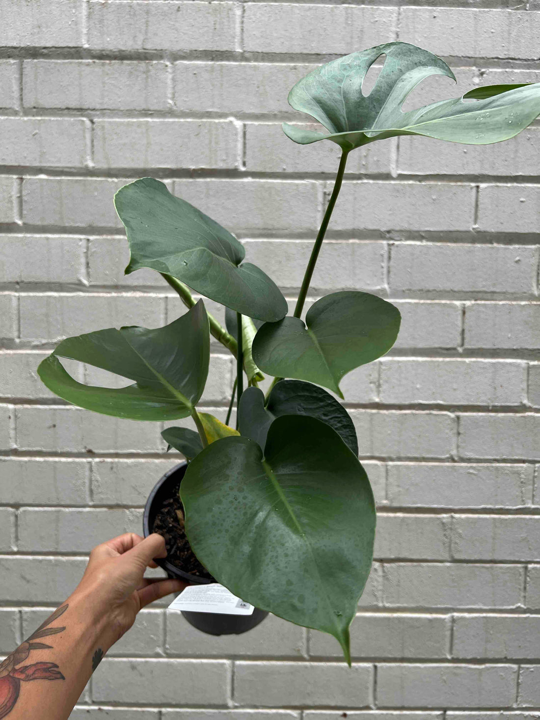 Monstera Deliciosa Plant