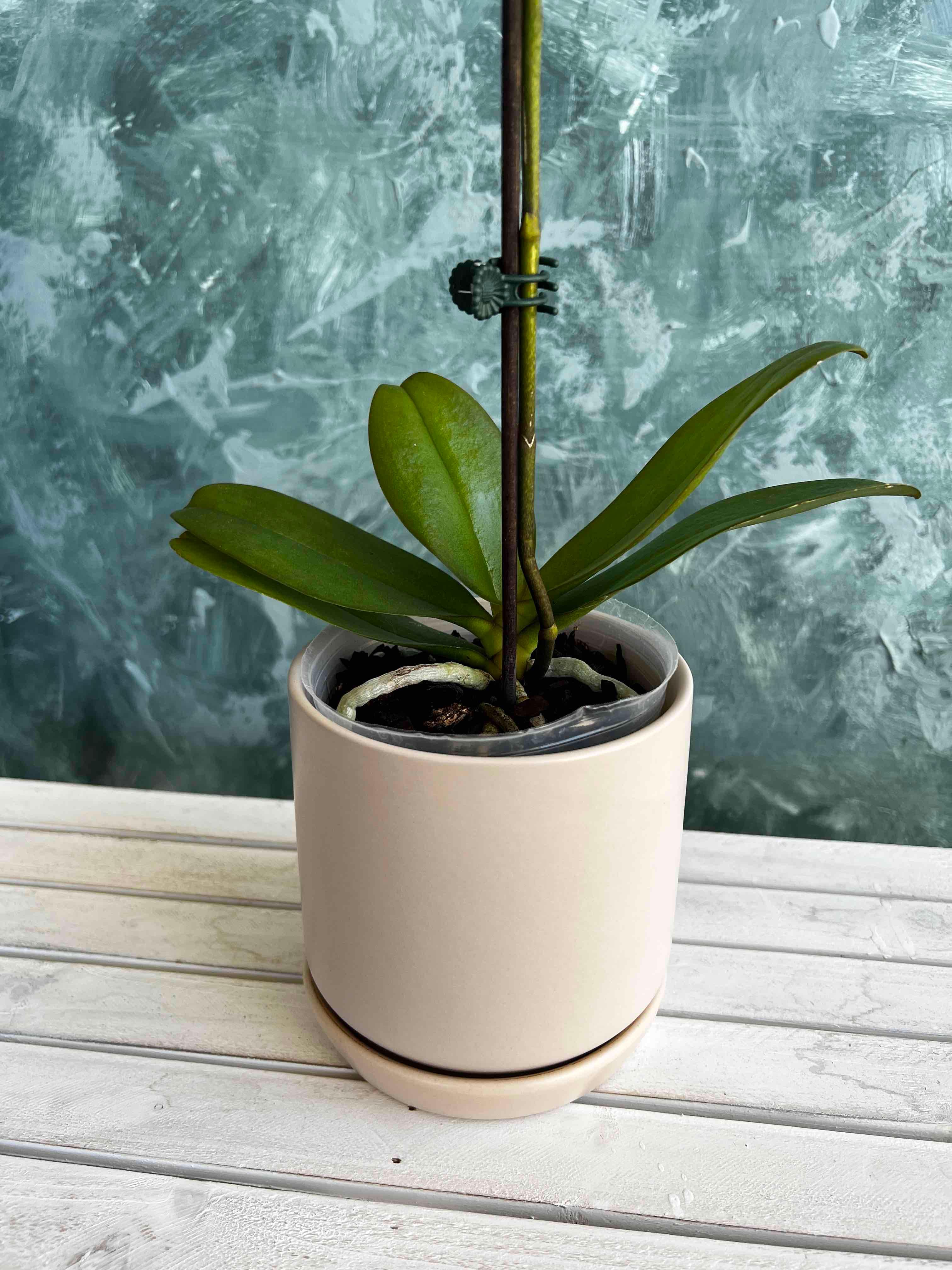 Oslo Small Planter Pot - Lime Tree Bower