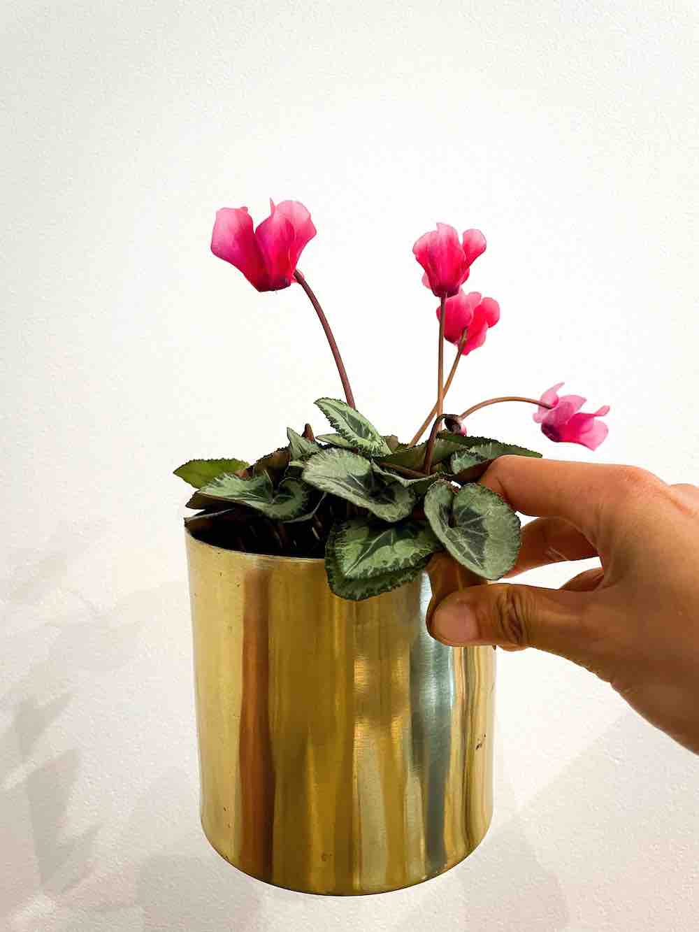 small cyclamen plant